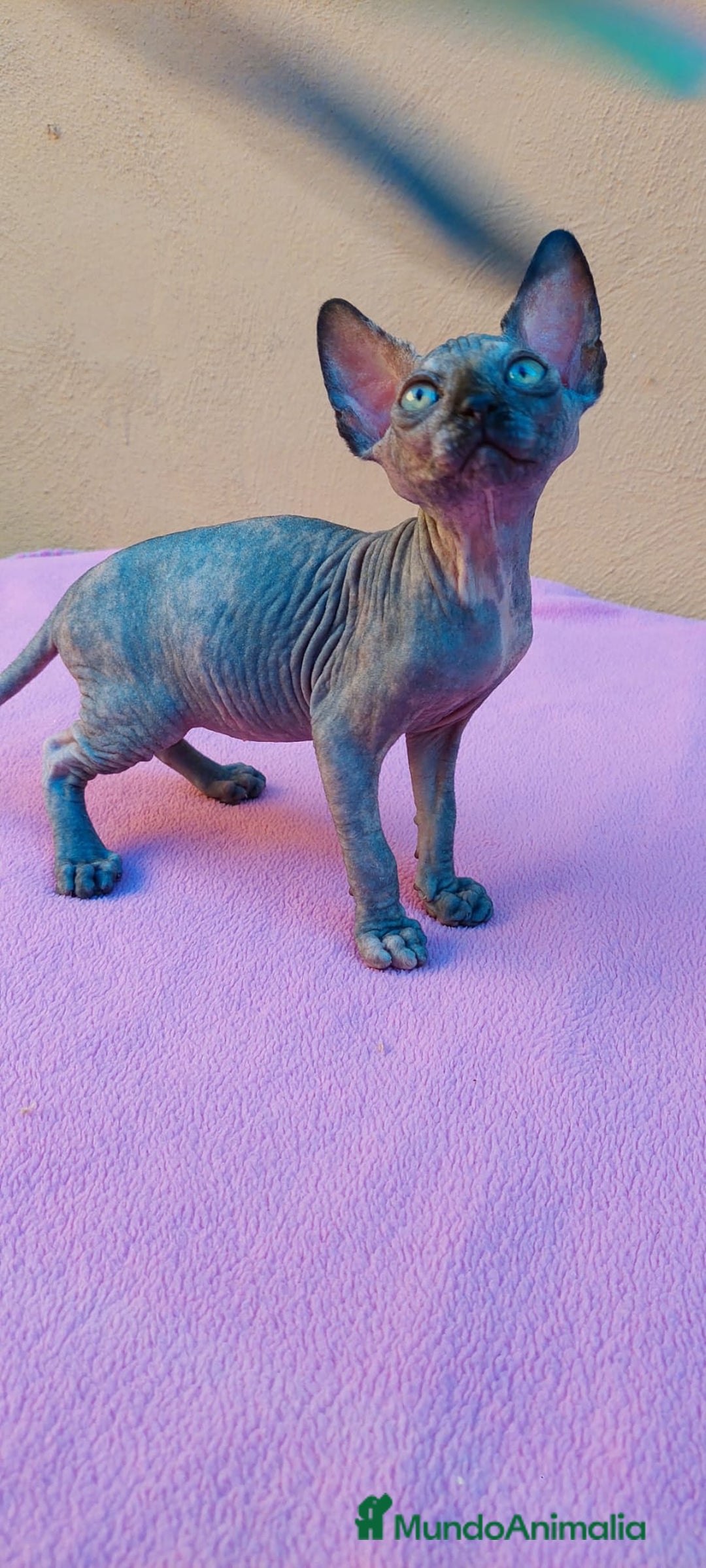 Sphynx gatos en venta: Preciosa hembrita tortuga  - Imagen 7