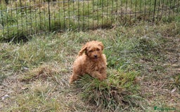 Caniche Toy perros en venta: Caniche toy apricot  - Imagen 3