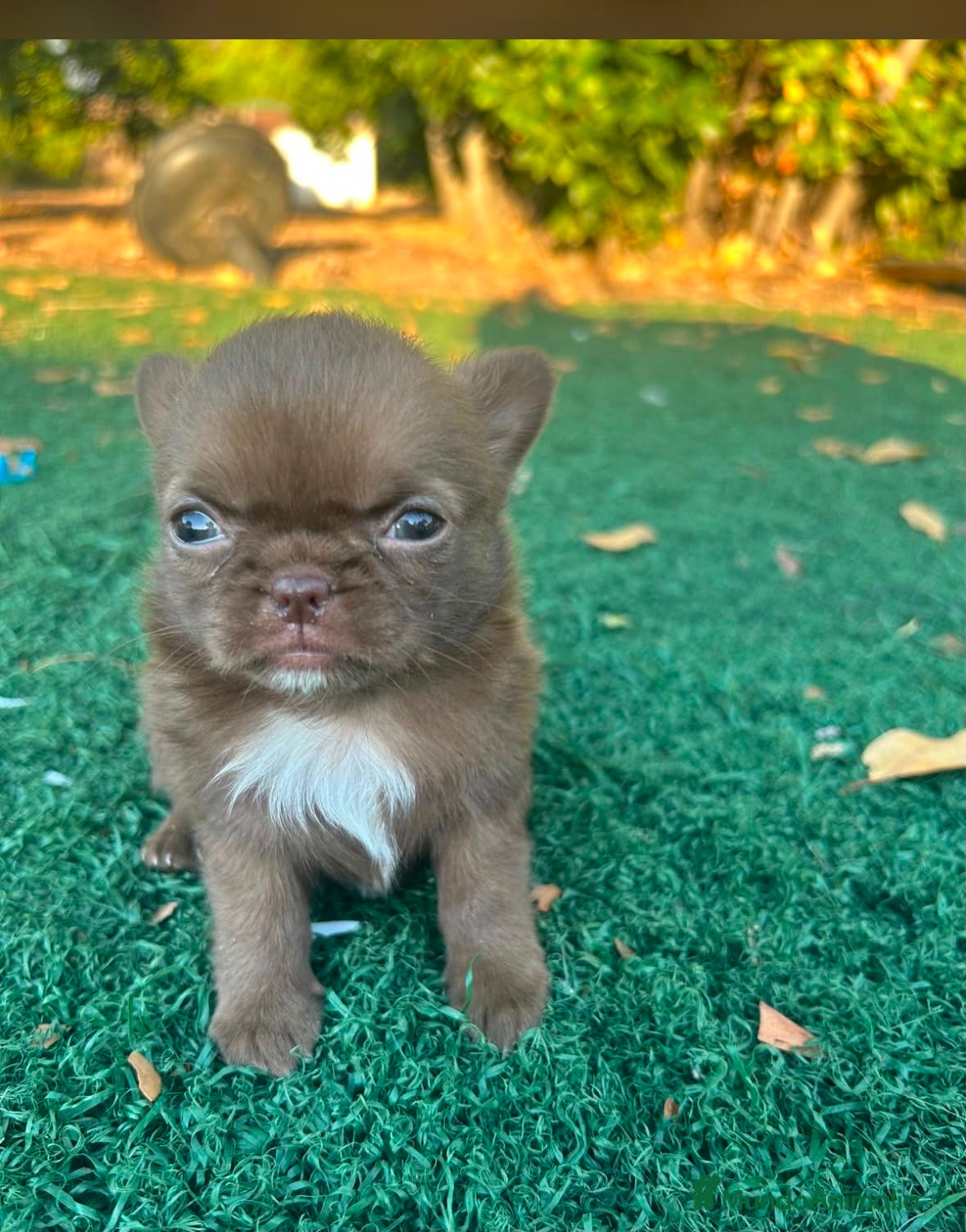 Chihuahua perros Chihuahua toy chocolate machos  - Anuncio 1