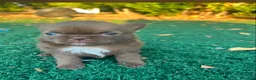 Chihuahua perros en venta: Chihuahua toy chocolate machos  - Anuncio 1