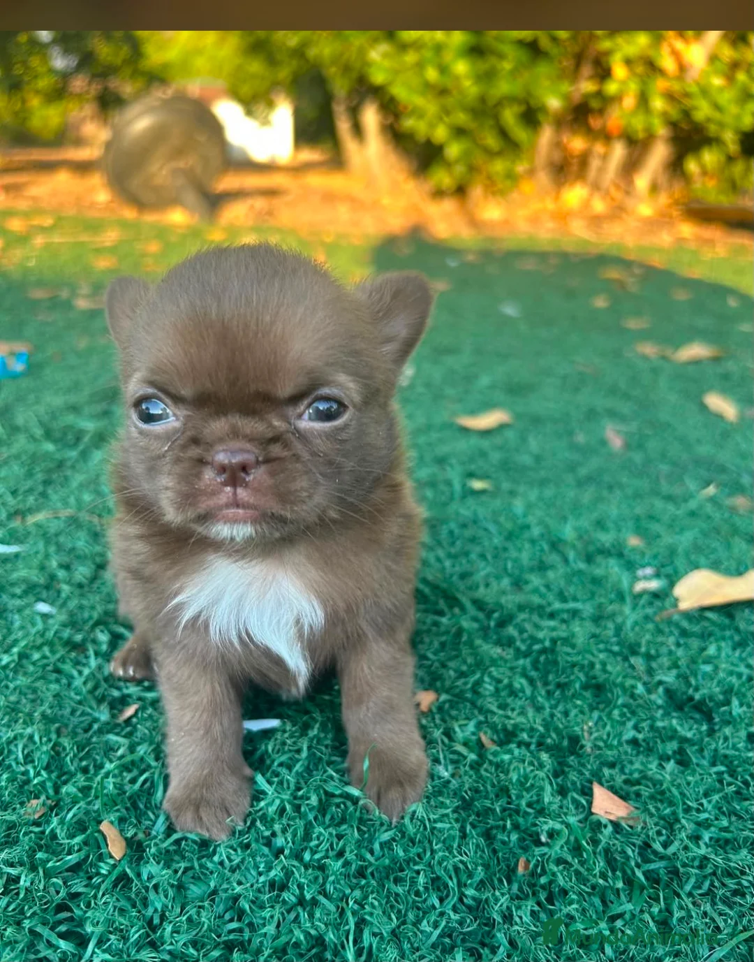 Chihuahua perros en venta: Chihuahua toy chocolate machos  - Anuncio 1