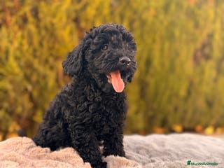 Caniche Toy perros CANICHE TOY NEGRO AZABACHE - Anuncio 3