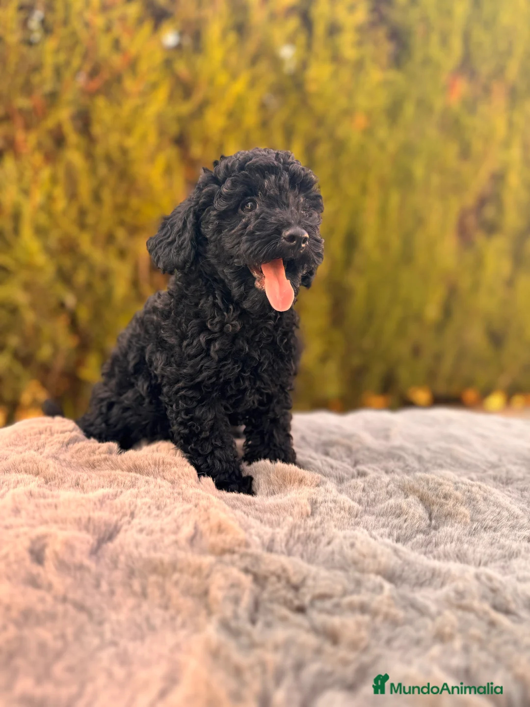 Caniche Toy perros en venta: CANICHE TOY NEGRO AZABACHE - Anuncio 1