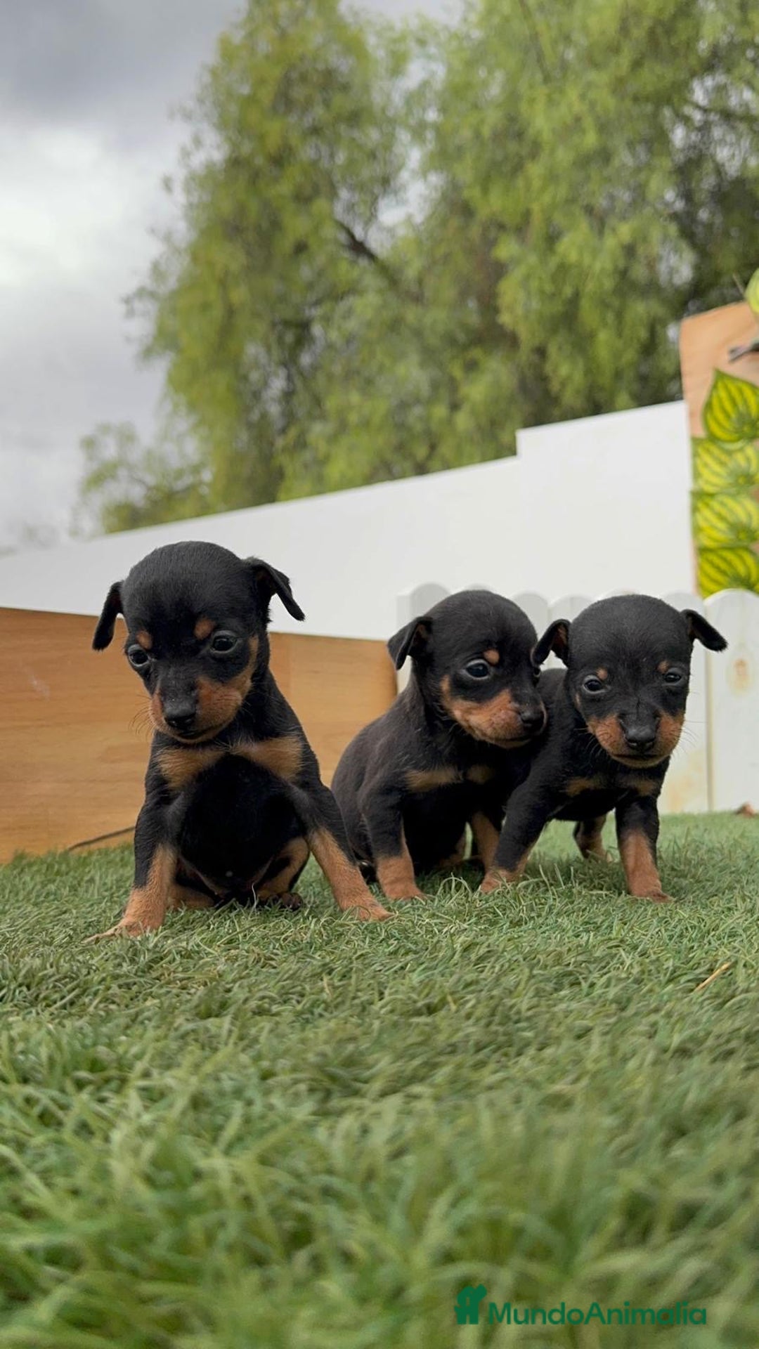 Pinscher Miniatura perros en venta: PINSCHER MINIATURA - Imagen 17