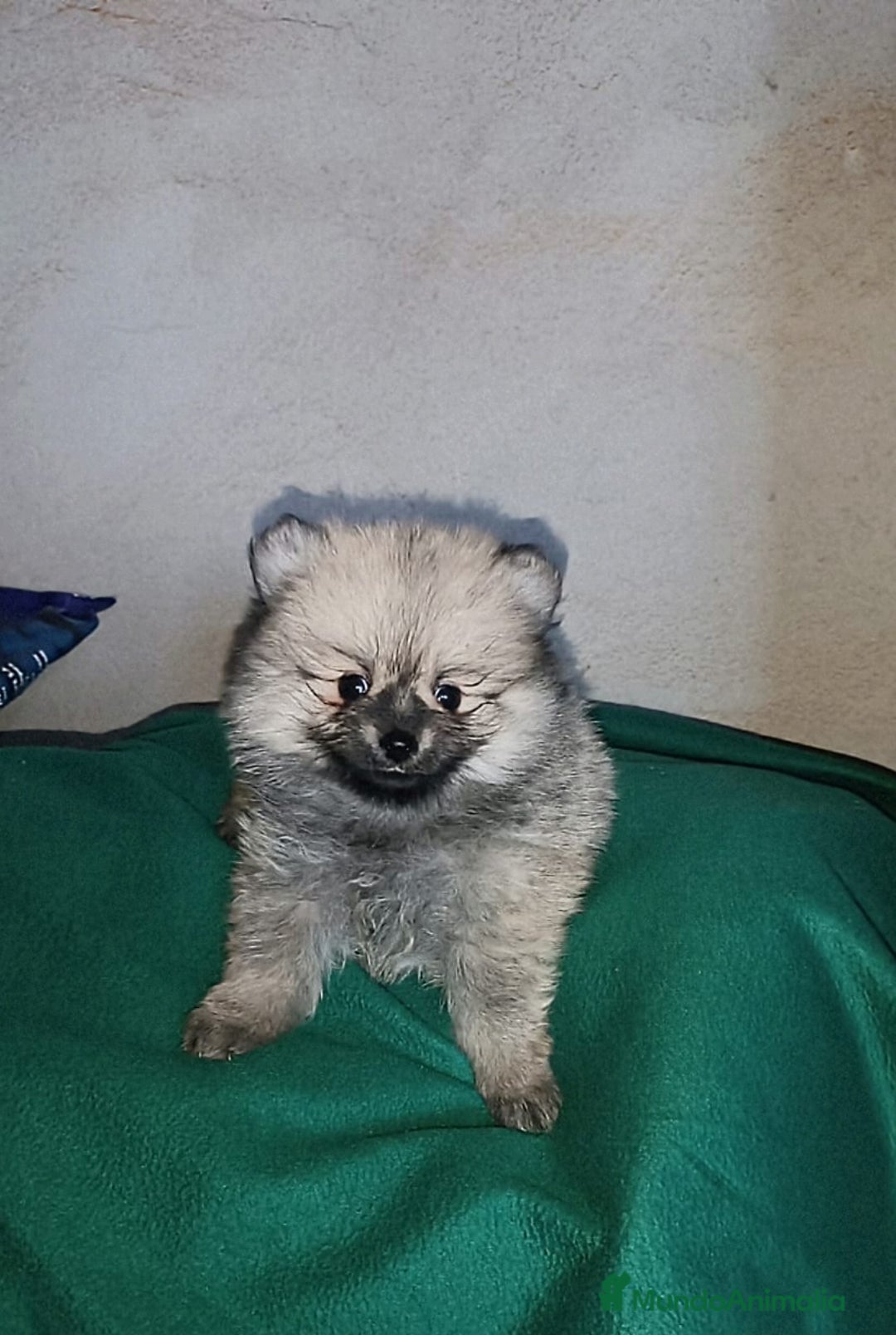 Pomerania perros en venta: MONERIAS DE HEMBRITAS POMERANIAS - Imagen 2