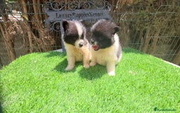 Pomerania perros en venta: Pomerania minis partis  - Imagen 3
