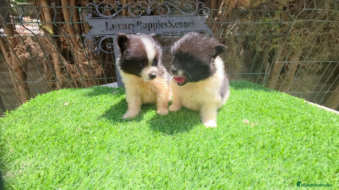 Pomerania perros en venta: Pomerania minis partis  - Imagen 3