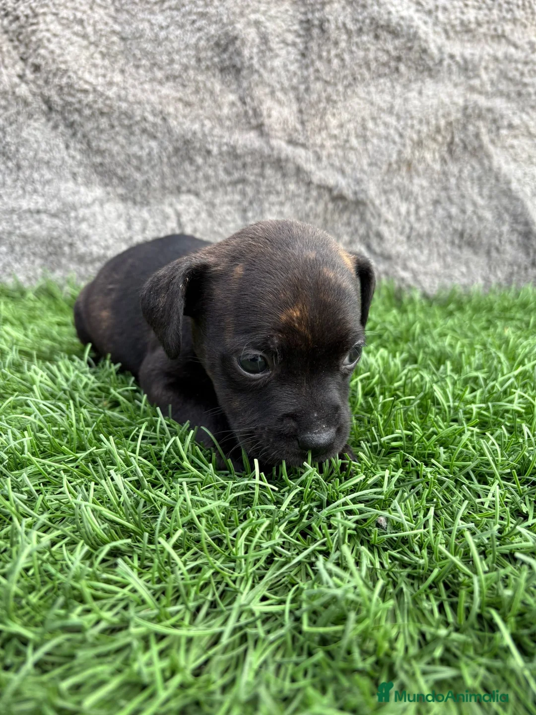 Staffordshire Bull Terrier perros en venta: Macho de Staffordshire Bull Terrier  - Anuncio 10