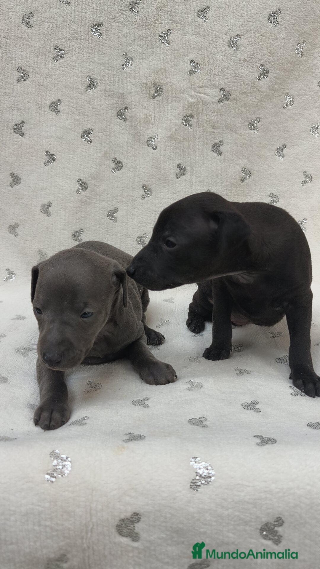 Pequeño Lebrel Italiano perros en venta: Pequeño lebrel Italiano macho - Anuncio 4