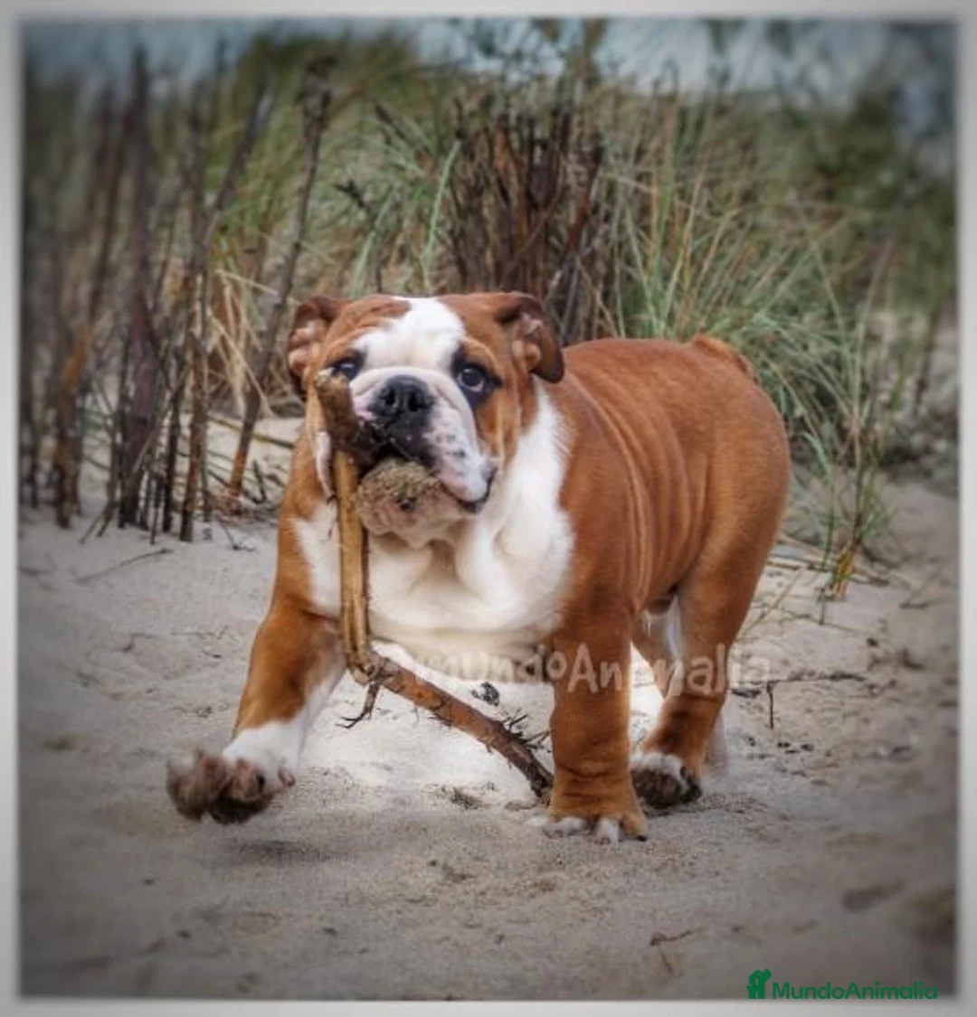 Imagen de galería {{count}}