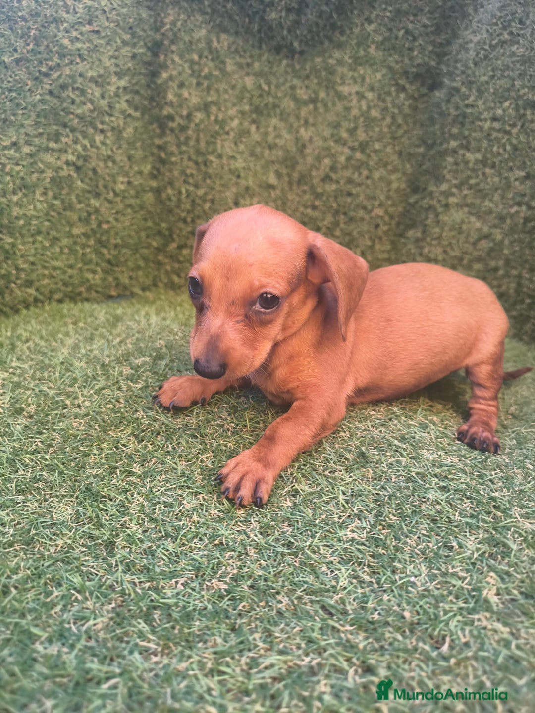 Teckel perros en venta: camada teckel canichen rojas  - Imagen 2