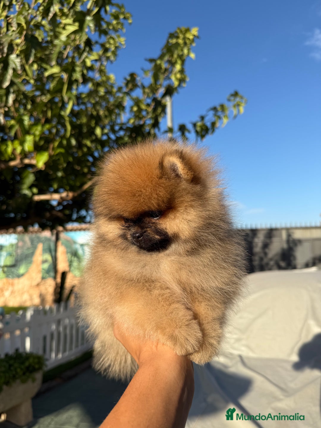 Pomerania perros en venta: Excelente Pomerania Toy - Imagen 3