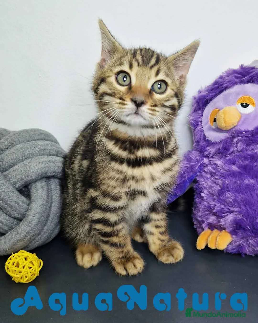 Bengalí gatos en venta: Bengali Macho 1823 AQUANATURA en Barcelona - Anuncio 3