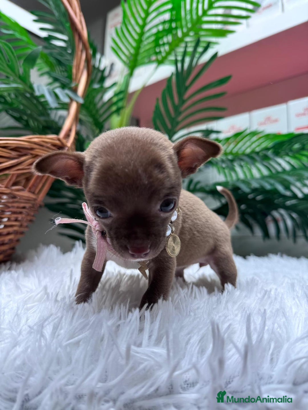 Chihuahua perros en venta: CHIHUAHUA HEMBRA - Anuncio 9