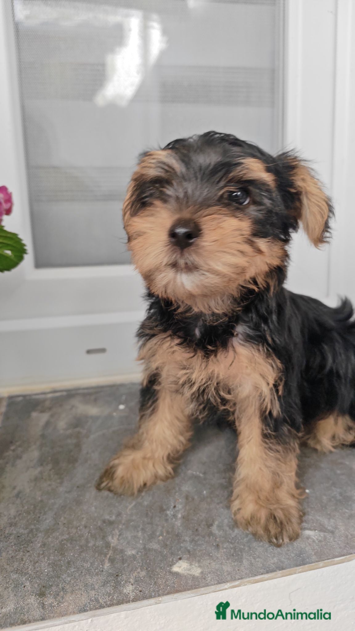 Yorkshire Terrier perros 2 Machitos de Yorkshire económico - Anuncio 1