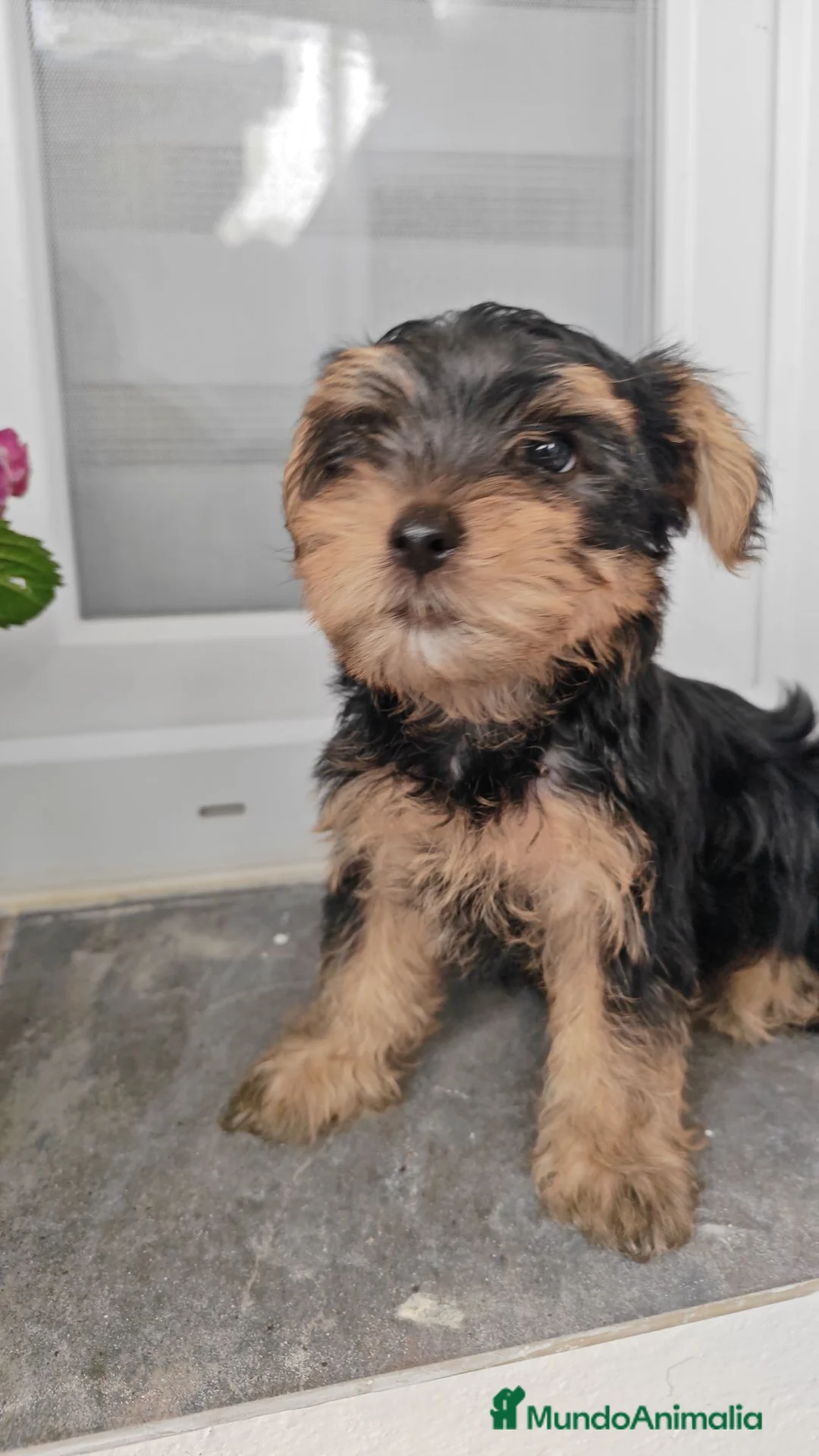 Yorkshire Terrier perros en venta: 2 Machitos de Yorkshire económico - Anuncio 1