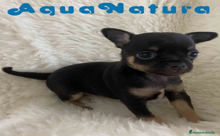 Chihuahua perros - Anuncio 2