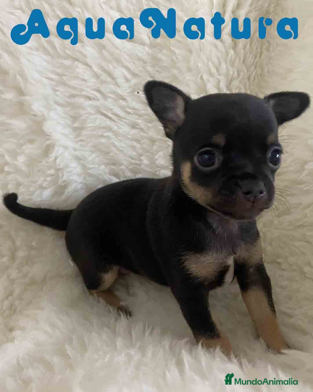 Chihuahua perros en venta: Chihuahua Hembra de Merla y Choc - Imagen 1