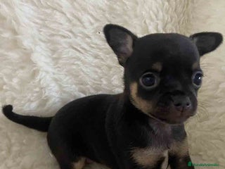 Chihuahua perros - Anuncio 41