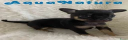 Chihuahua perros en venta: Chihuahua Hembra de Merla y Choc - Anuncio 1