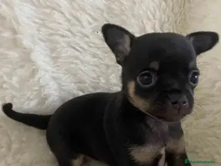 Chihuahua perros Chihuahua Hembra de Merla y Choc - Anuncio 22