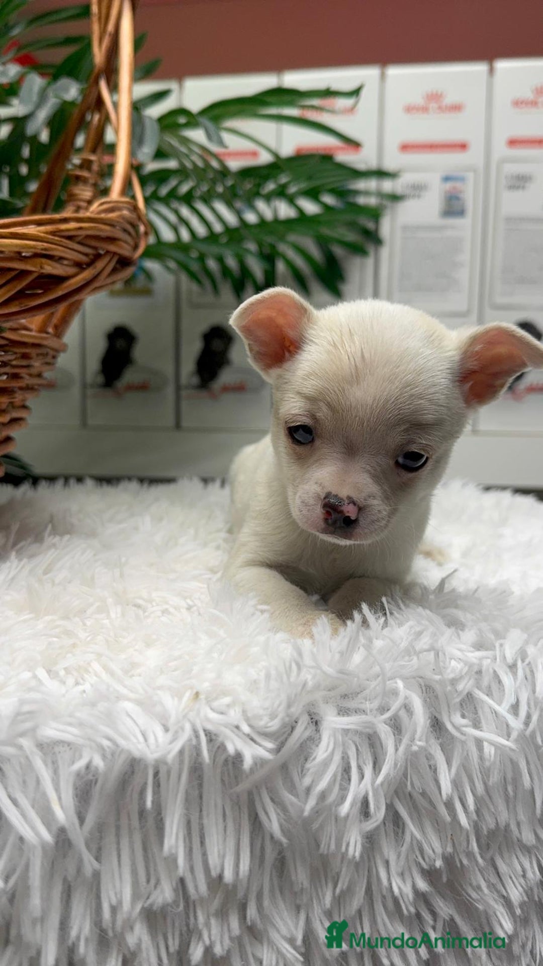 Chihuahua perros en venta: CHIHUAHUA MACHO - Anuncio 4