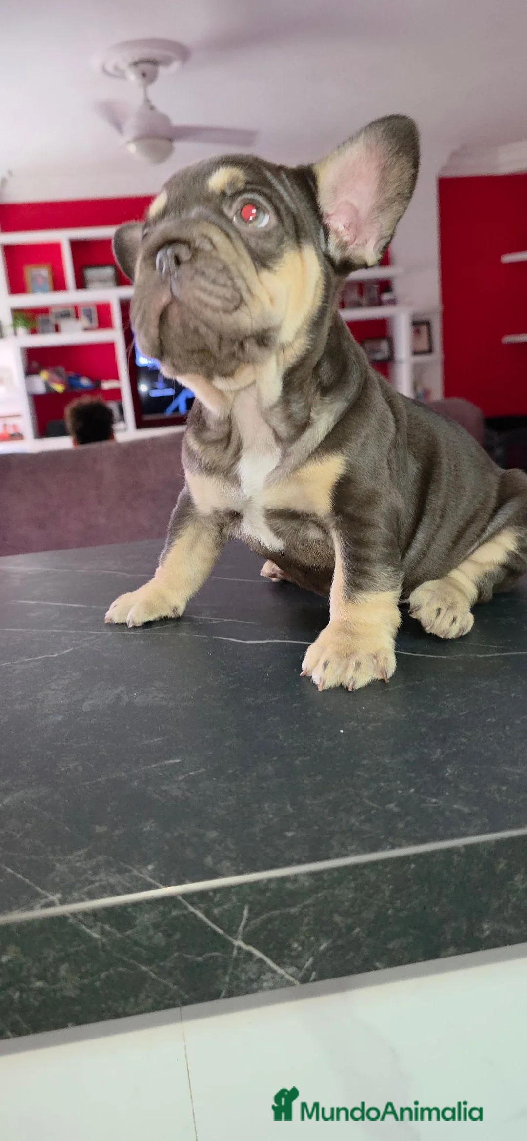 Bulldog Francés perros en venta: Bulldog francés y big rope - Anuncio 6