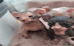 Sphynx gatos en venta: Cachorro Sphynx - Imagen 2
