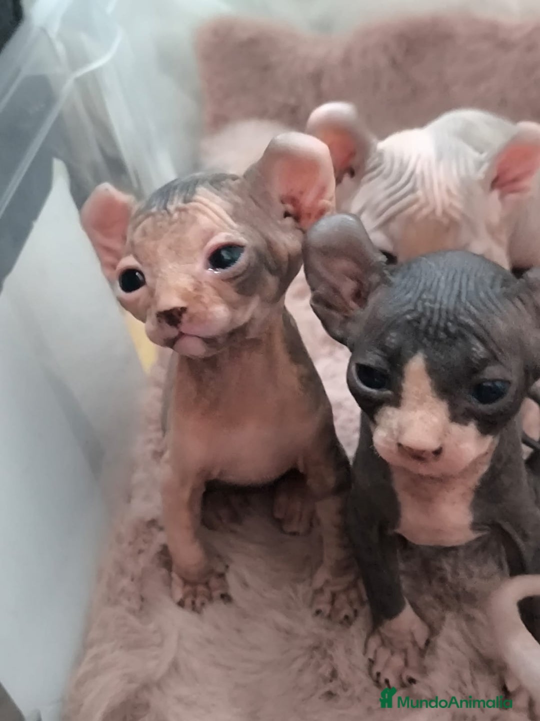 Sphynx gatos en venta: Cachorro Sphynx - Imagen 2