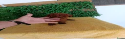 Caniche Toy perros en venta: PRECIOSOS CANICHE  ROJO LINEA TOY  - Anuncio 5