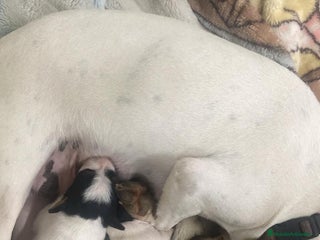 Ratonero Bodeguero Andaluz perros en Barcelona - Anuncio 4