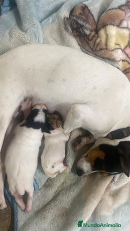 Ratonero Bodeguero Andaluz perros en Barcelona - Anuncio 4