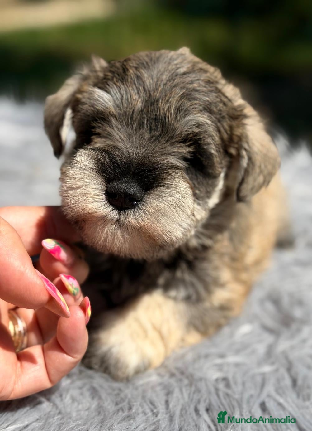 Schnauzer Miniatura perros SCHNAUZER MINIATURA SAL Y PIMIENTA  - Anuncio 1