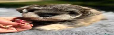 Schnauzer Miniatura Cachorro 1