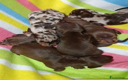 Teckel Miniatura perros en venta: Teckel kaninchen  - Imagen 2