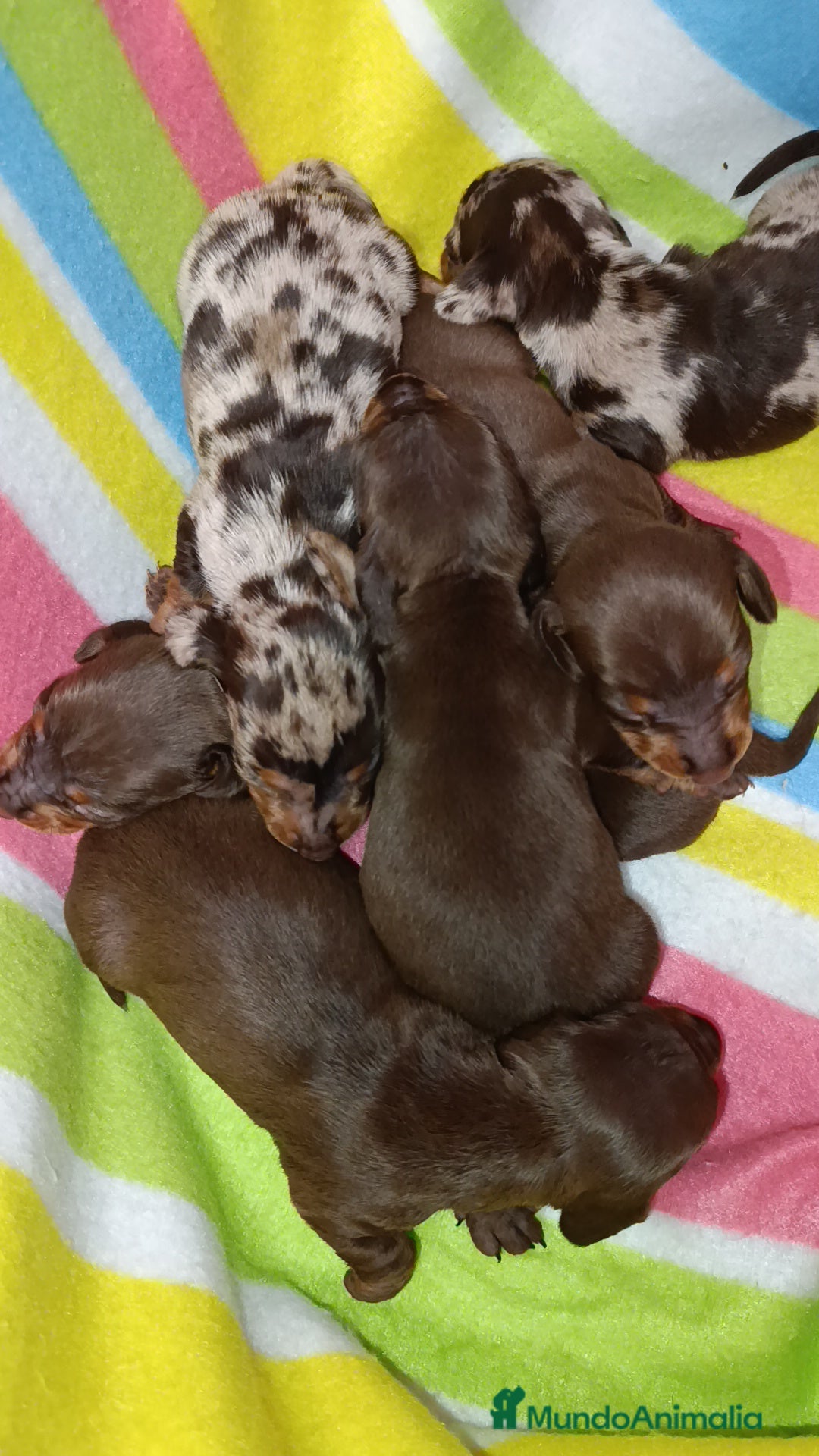 Teckel Miniatura perros en venta: Teckel kaninchen  - Imagen 2