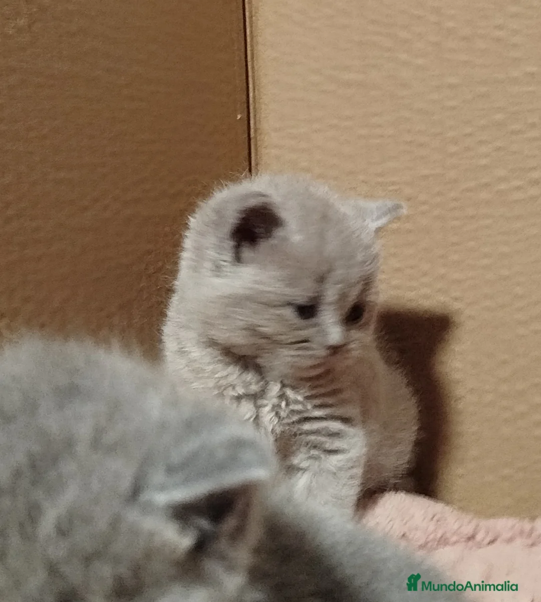Británico de Pelo Corto Azul gatos en venta: British Shorthair  - Anuncio 18