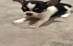 Chihuahua perros en venta: IMPRESIONANTES CHIHUAHUAS MINI TOYS - Imagen 2