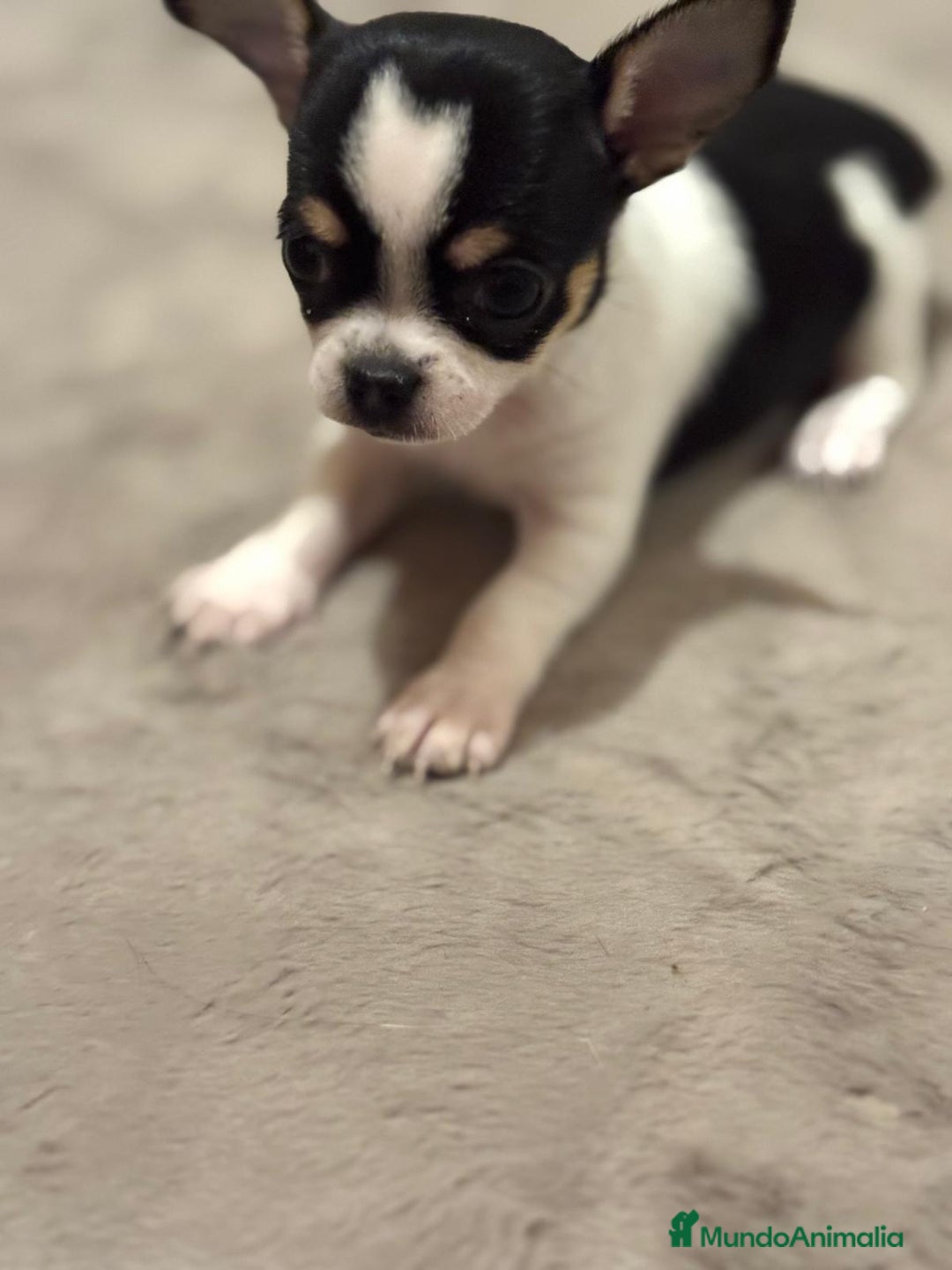 Chihuahua perros en venta: IMPRESIONANTES CHIHUAHUAS MINI TOYS - Imagen 2