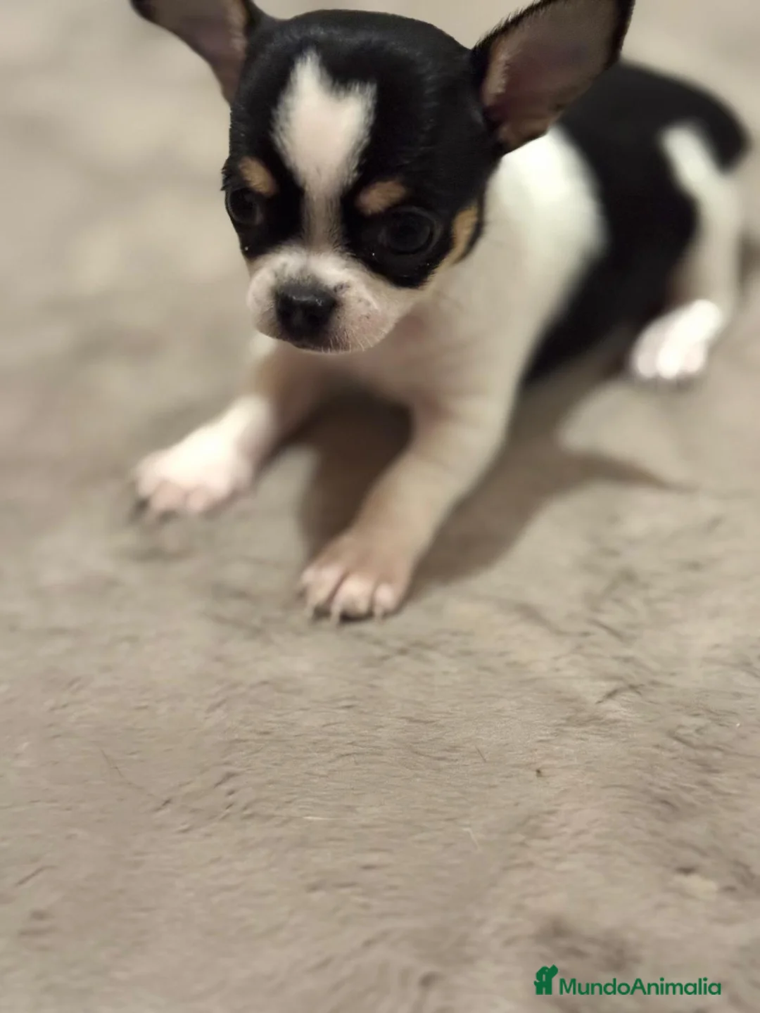 Chihuahua perros en venta: IMPRESIONANTES CHIHUAHUAS MINI TOYS - Anuncio 2