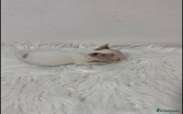 Chihuahua perros en venta: CHIHUAHUA MINI TOY - Imagen 3