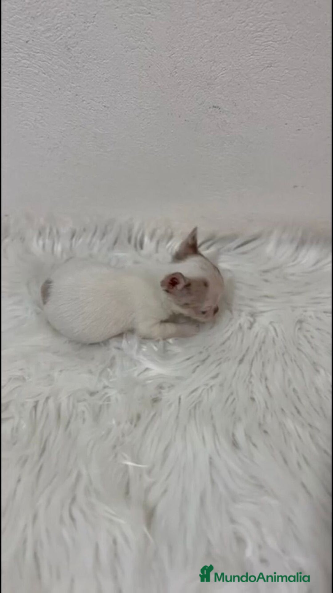 Chihuahua perros en venta: CHIHUAHUA MINI TOY - Imagen 3