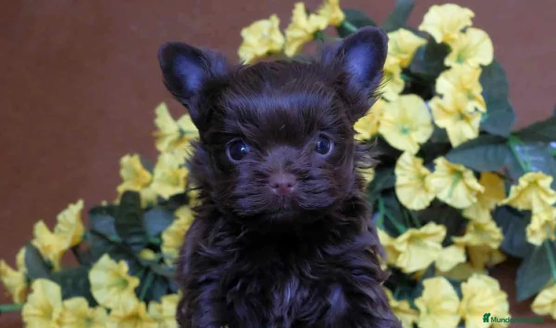 Biewer Yorkshire Terrier a la Pom Pon perros en venta: Cachorros Yorkshire chocolate - Anuncio 2