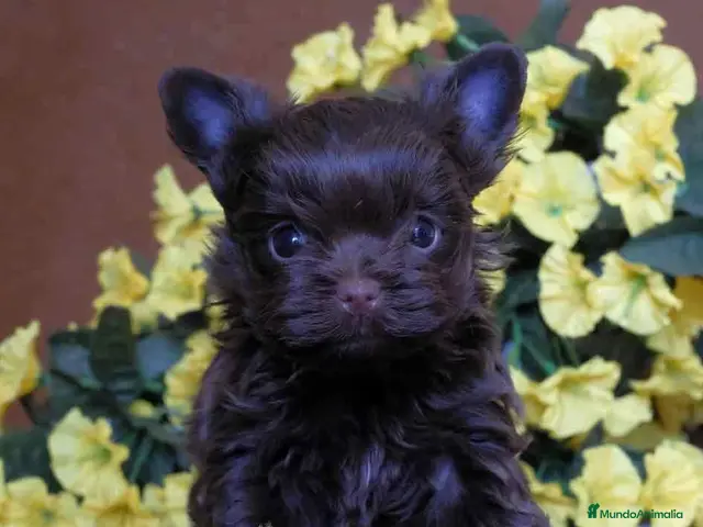 Biewer Yorkshire Terrier a la Pom Pon perros en venta: Cachorros Yorkshire chocolate - Anuncio 2