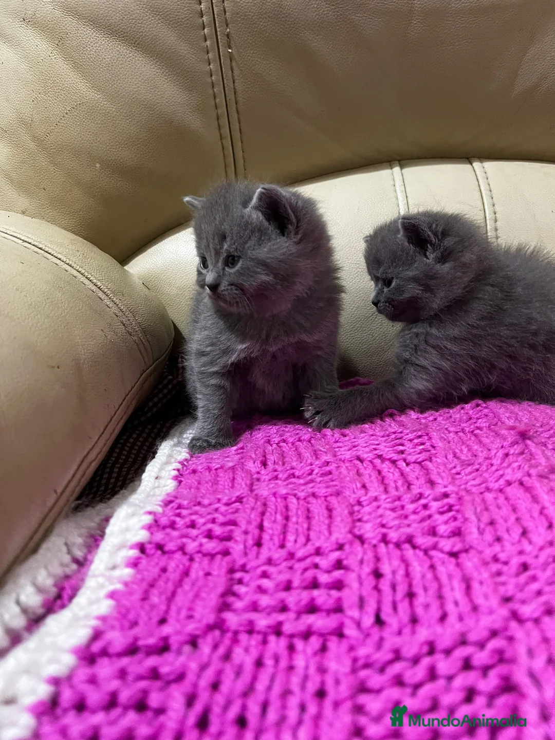 Británico de Pelo Corto gatos en venta: Cariñosos Britthis shorthair negros  en Madrid - Anuncio 4