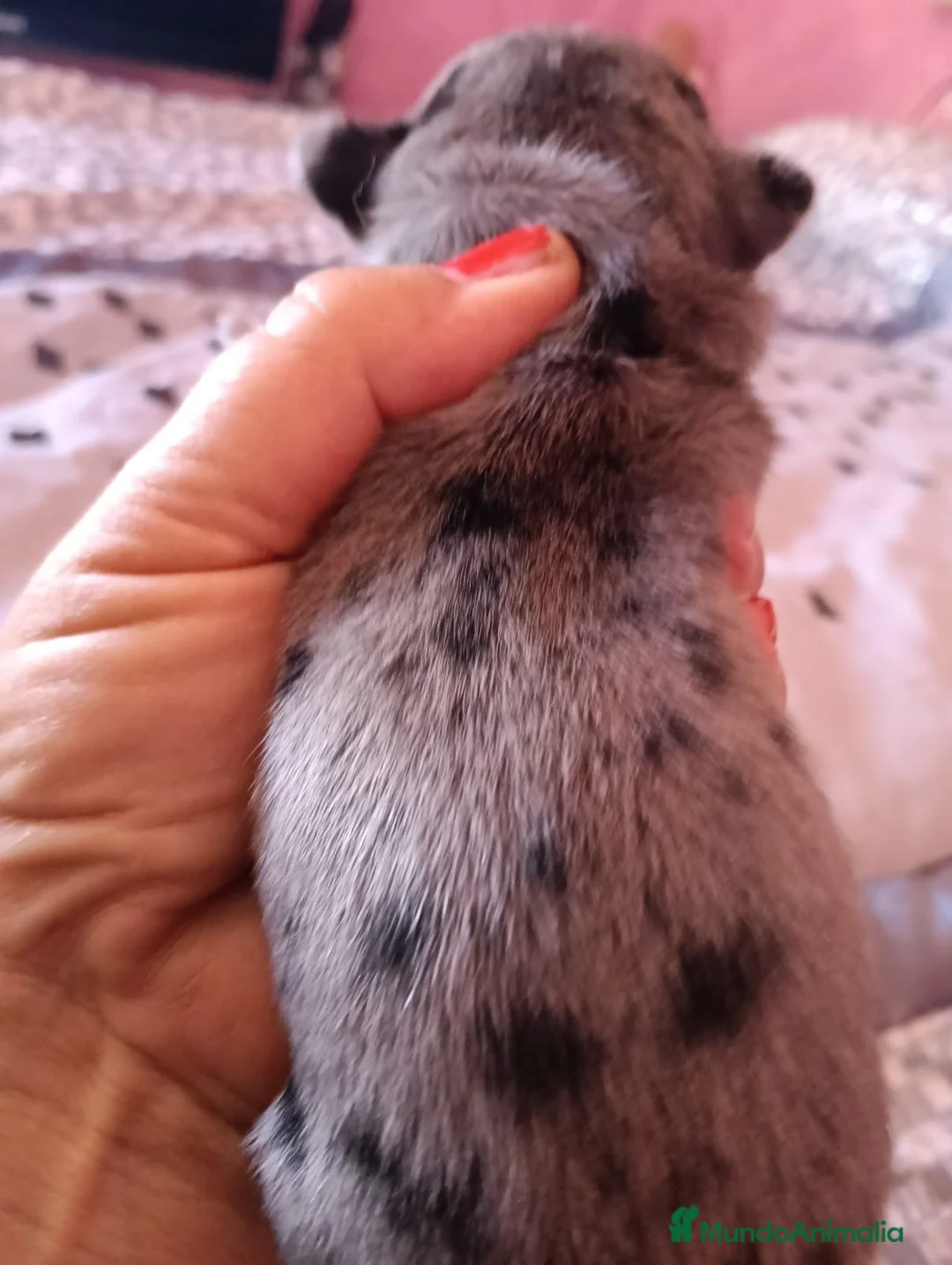 Chihuahua perros en venta: Hembra chihuahua toys  - Anuncio 3