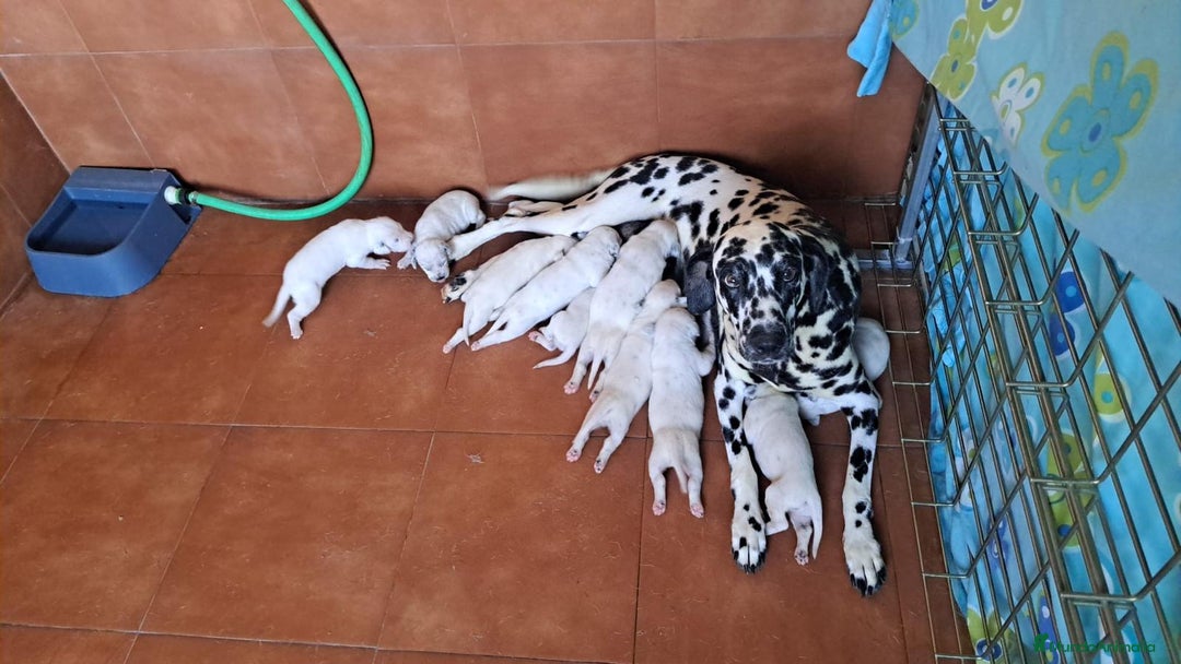Dálmata perros en venta: Dálmata !! - Imagen 6