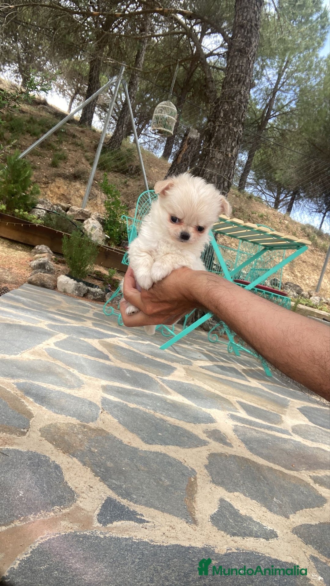 Chihuahua perros en venta: Chihuahua de pelito largo macho  - Imagen 2