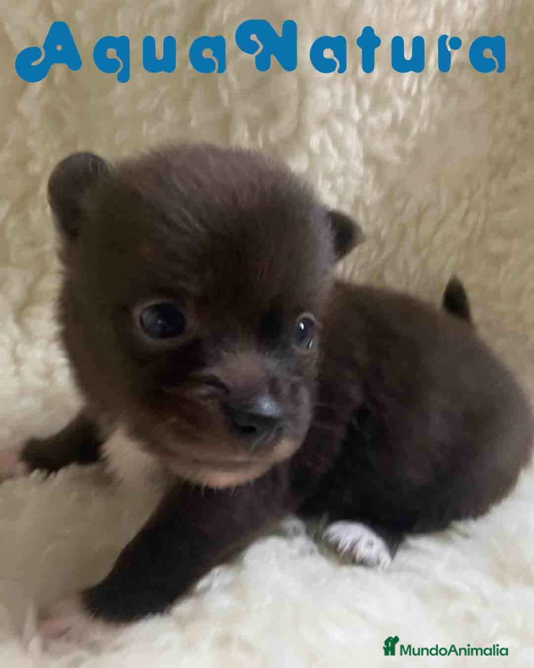 Pomchi perros Pomchi Macho de Aspi de Manchitas AQUANATURA - Anuncio 2