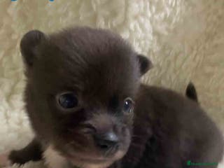 Pomchi perros Pomchi Macho de Aspi de Manchitas AQUANATURA - Anuncio 3